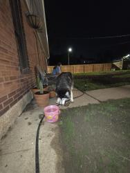 Found/Stray Unknown Dog last seen Shenandoah and Louisiana , St. Louis, MO 63104