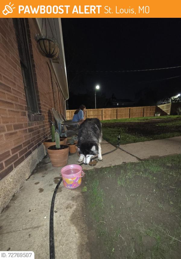 Found/Stray Unknown Dog last seen Shenandoah and Louisiana , St. Louis, MO 63104