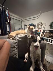 Found/Stray Female Dog last seen planet ford stadium spring texas, Spring, TX 77373