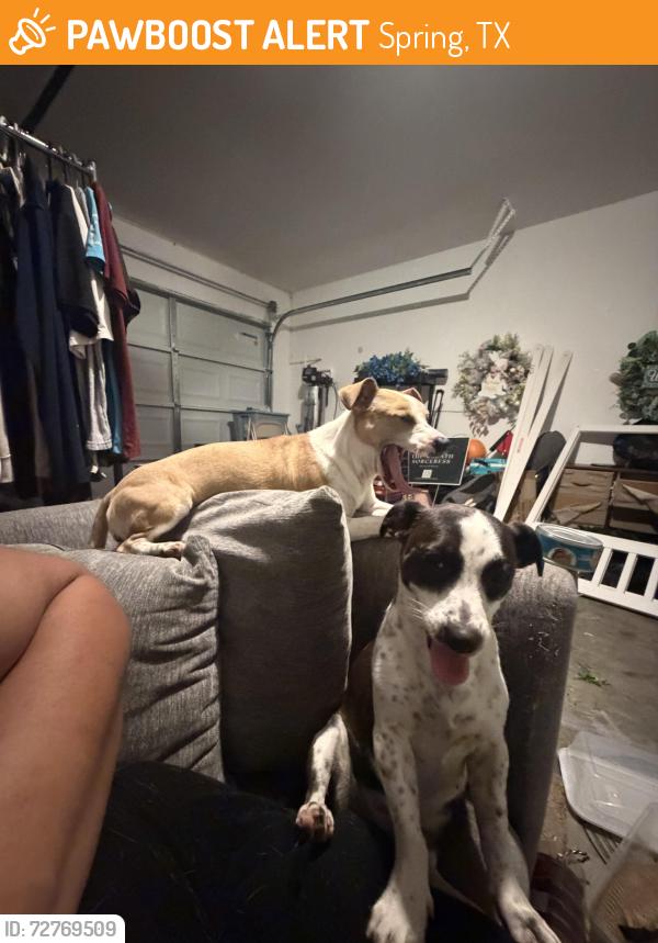 Found/Stray Female Dog last seen planet ford stadium spring texas, Spring, TX 77373