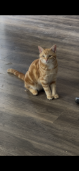 Lost Male Cat last seen Central and Bear Valley, Apple Valley, CA 92308