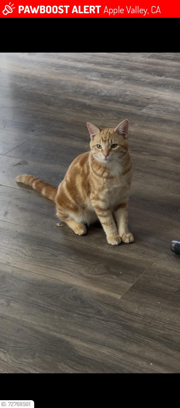 Lost Male Cat last seen Central and Bear Valley, Apple Valley, CA 92308