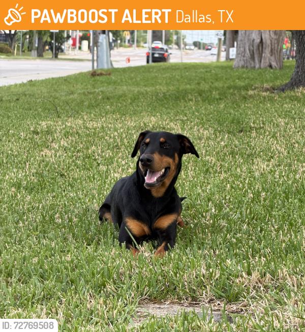 Found/Stray Male Dog last seen At Cecelia’s Catholic Church at Hampton & Illinois , Dallas, TX 75224