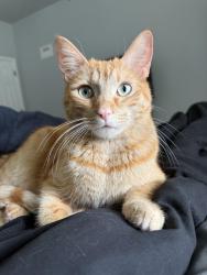Lost Male Cat last seen Pellicano Dr and mission ridge blvd near circle k, El Paso, TX 79928