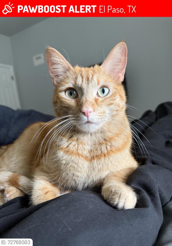 Lost Male Cat last seen Pellicano Dr and mission ridge blvd near circle k, El Paso, TX 79928