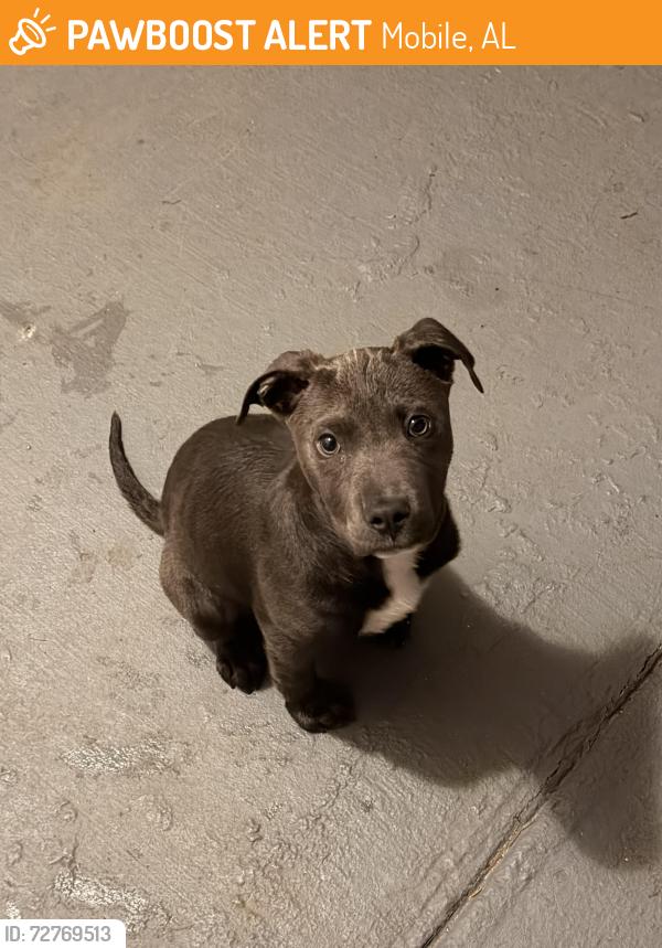 Found/Stray Female Dog last seen Green Forest Ct, Mobile Al, Mobile, AL 36618
