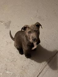 Found/Stray Female Dog last seen Green Forest Ct, Mobile Al, Mobile, AL 36618