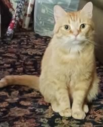 Lost Male Cat last seen Elmore & morningvista, Memphis, TN 38134