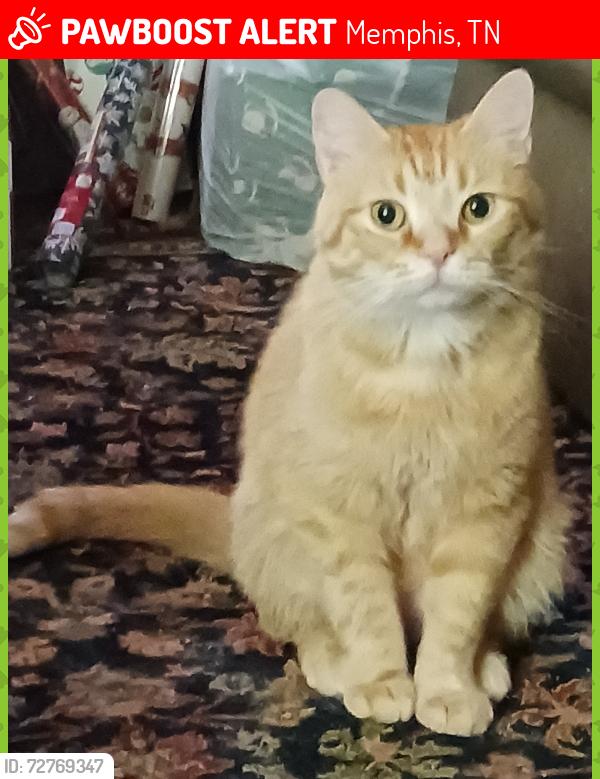 Lost Male Cat last seen Elmore & morningvista, Memphis, TN 38134