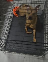 Lost Female Dog last seen Business 70, Clayton, NC 27520