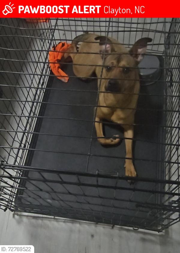 Lost Female Dog last seen Business 70, Clayton, NC 27520