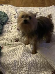 Lost Female Dog last seen Taylor n Walnut r cross reds on Apperson, Kokomo, IN 46901