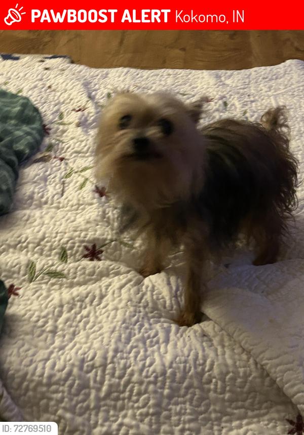 Lost Female Dog last seen Taylor n Walnut r cross reds on Apperson, Kokomo, IN 46901
