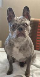 Lost Female Dog last seen Near North River Dr, Miami, FL 33125