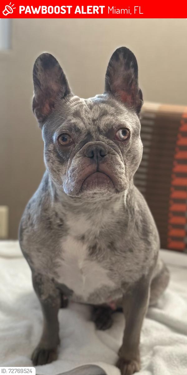 Lost Female Dog last seen Near North River Dr, Miami, FL 33125