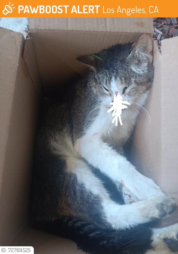 Found/Stray Unknown Cat last seen Sawyer and Robertson , Los Angeles, CA 90034