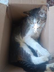 Found/Stray Unknown Cat last seen Sawyer and Robertson , Los Angeles, CA 90034