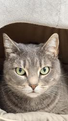 Reunited Female Cat last seen Near Rockwell Ave, Philadelphia, PA 19111, USA, Philadelphia, PA 19111