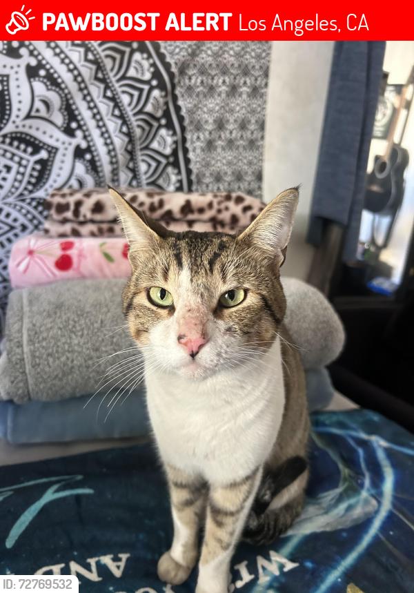 Lost Male Cat last seen Woodman Ave , Los Angeles, CA 91331