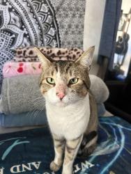 Lost Male Cat last seen Woodman Ave , Los Angeles, CA 91331