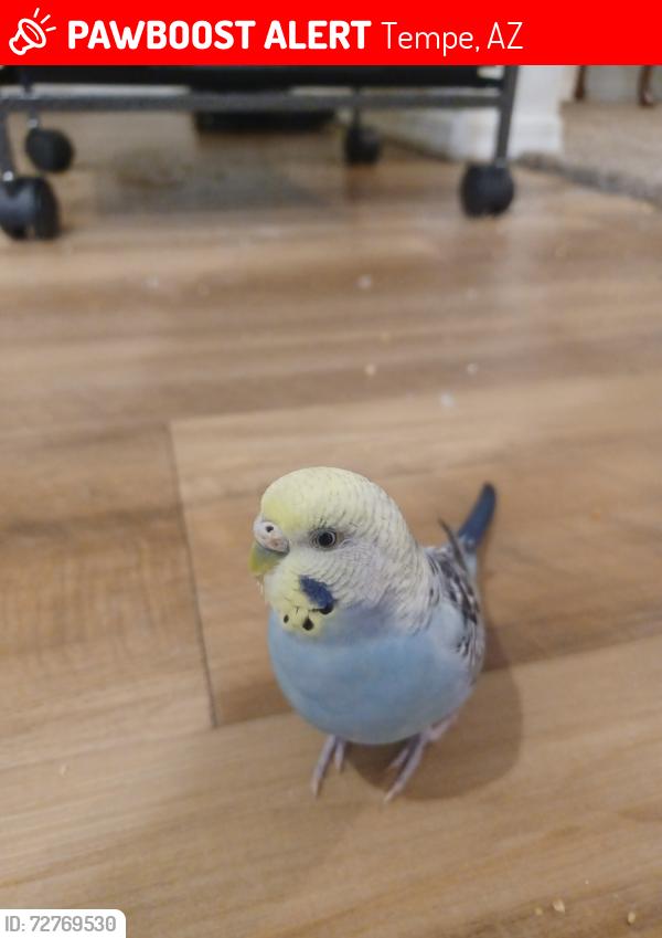 Lost Female Bird last seen San Marbeya (1720 East Broadway Rd) , Tempe, AZ 85282