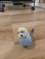 Lost Female Bird last seen San Marbeya (1720 East Broadway Rd) , Tempe, AZ 85282
