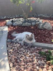 Lost Male Cat last seen 19th and mountain by 210 freeway, Upland, CA 91784