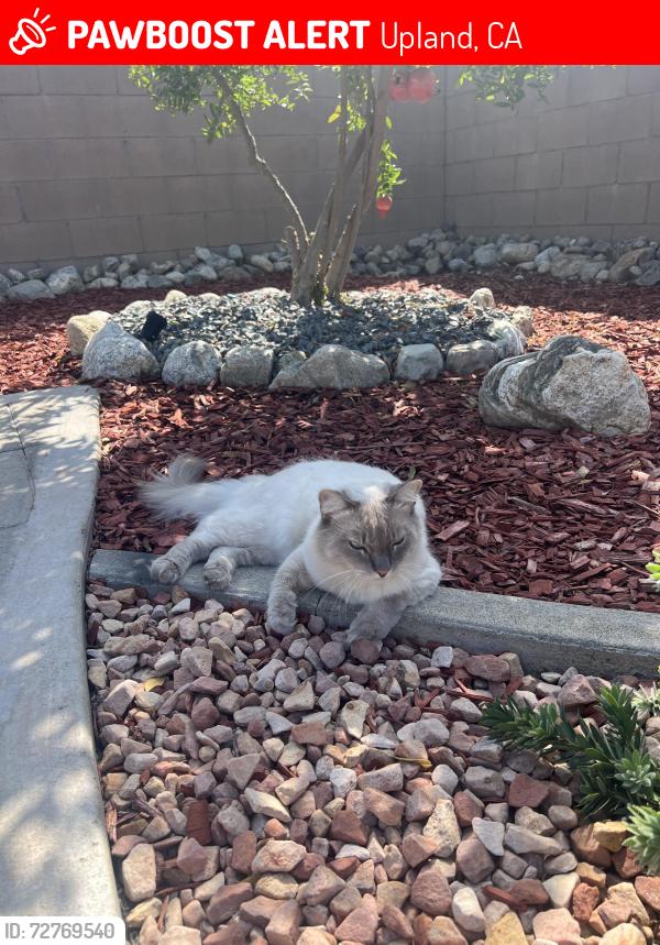 Lost Male Cat last seen 19th and mountain by 210 freeway, Upland, CA 91784