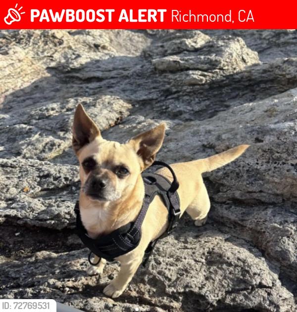 Lost Male Dog last seen 16th St and Bissel Ave Richmond , Richmond, CA 94808