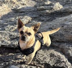 Lost Male Dog last seen 16th St and Bissel Ave Richmond , Richmond, CA 94808