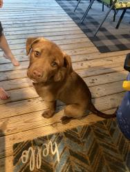 Found/Stray Female Dog last seen City of Easton Park, Easton, MO 64443