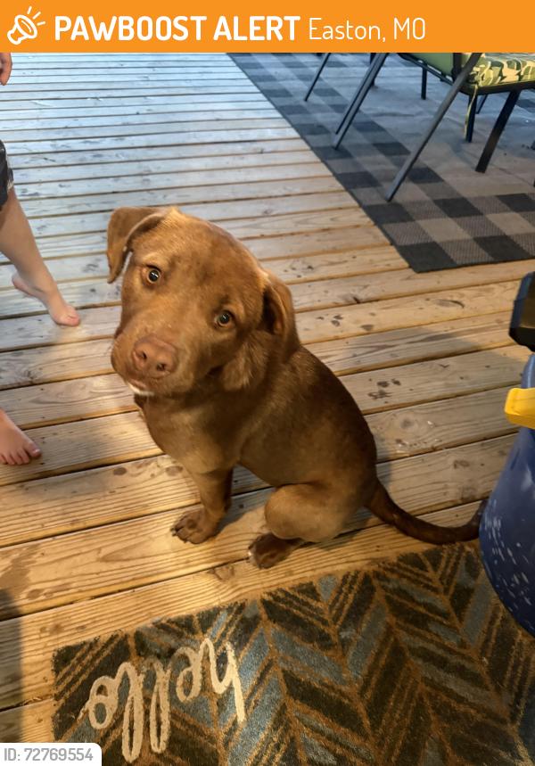Found/Stray Female Dog last seen City of Easton Park, Easton, MO 64443