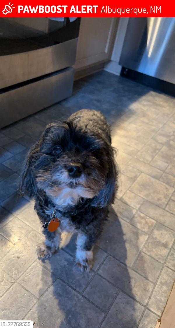 Lost Male Dog last seen Amberside Rd and 64th Street, Albuquerque, NM 87120