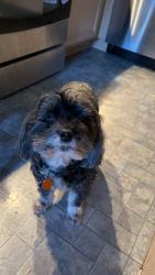 Lost Male Dog last seen Amberside Rd and 64th Street, Albuquerque, NM 87120