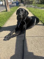 Lost Male Dog last seen 7-11 on Varnum Street and Eastern Ave. He bolted from Mount Rainier, MD. , Washington, DC 20018