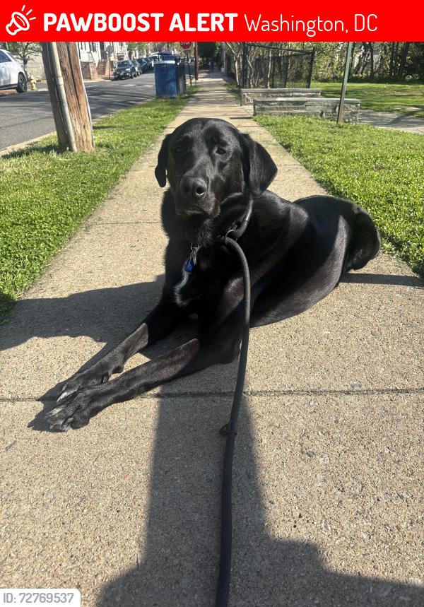 Lost Male Dog last seen 7-11 on Varnum Street and Eastern Ave. He bolted from Mount Rainier, MD. , Washington, DC 20018