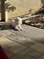 Lost Female Dog last seen Black diamond and crater peak way, Antioch, CA 94531