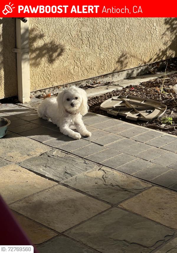 Lost Female Dog last seen Black diamond and crater peak way, Antioch, CA 94531