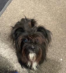 Found/Stray Female Dog last seen WellNow Urgent Care – Erie Blvd, Syracuse, NY 13210