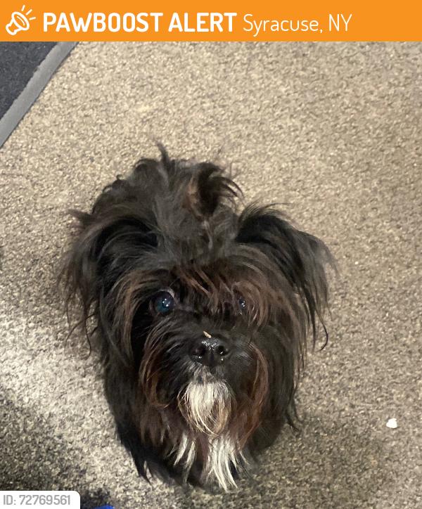 Found/Stray Female Dog last seen WellNow Urgent Care – Erie Blvd, Syracuse, NY 13210