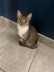 Found/Stray Unknown Cat last seen inside building 121 at springbrook apmts, Fridley, MN 55432