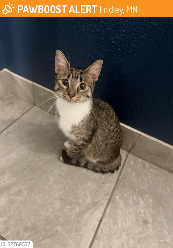 Found/Stray Unknown Cat last seen inside building 121 at springbrook apmts, Fridley, MN 55432