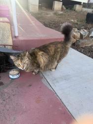 Found/Stray Unknown Cat last seen Avocado and fuerte , Casa de Oro-Mount Helix, CA 91941