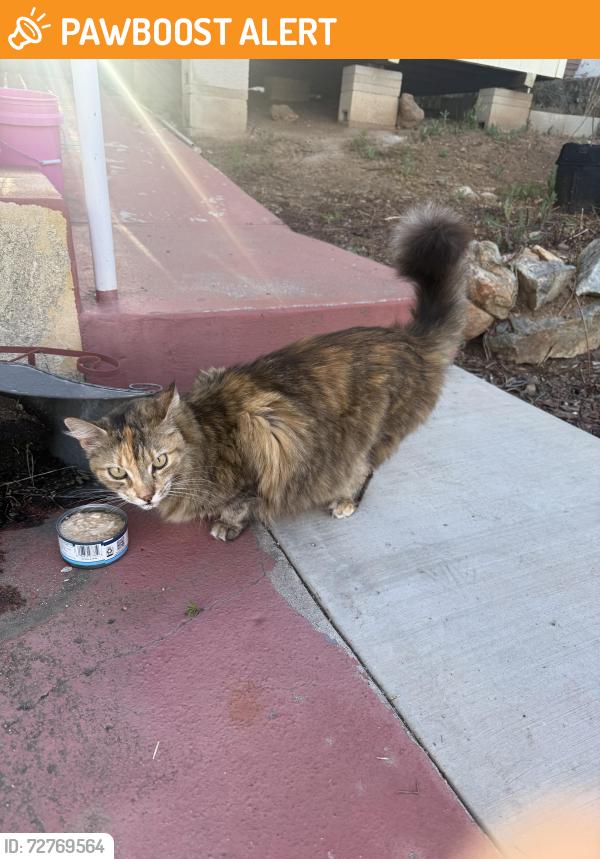Found/Stray Unknown Cat last seen Avocado and fuerte , Casa de Oro-Mount Helix, CA 91941