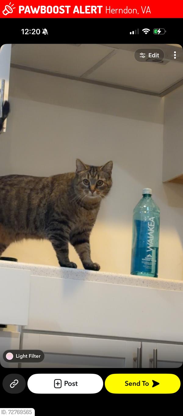 Lost Female Cat last seen Herndon pwy & Lincoln ave, Herndon, VA 20170