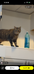 Lost Female Cat last seen Herndon pwy & Lincoln ave, Herndon, VA 20170
