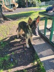 Lost Male Dog last seen Cottage, Sacramento, CA 95825