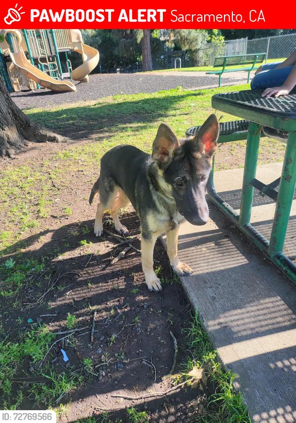 Lost Male Dog last seen Cottage, Sacramento, CA 95825