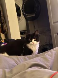 Lost Female Cat last seen Preserve apmt complex , Lexington, KY 40504