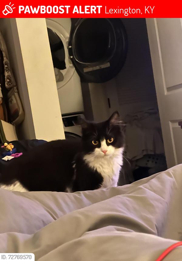 Lost Female Cat last seen Preserve apmt complex , Lexington, KY 40504
